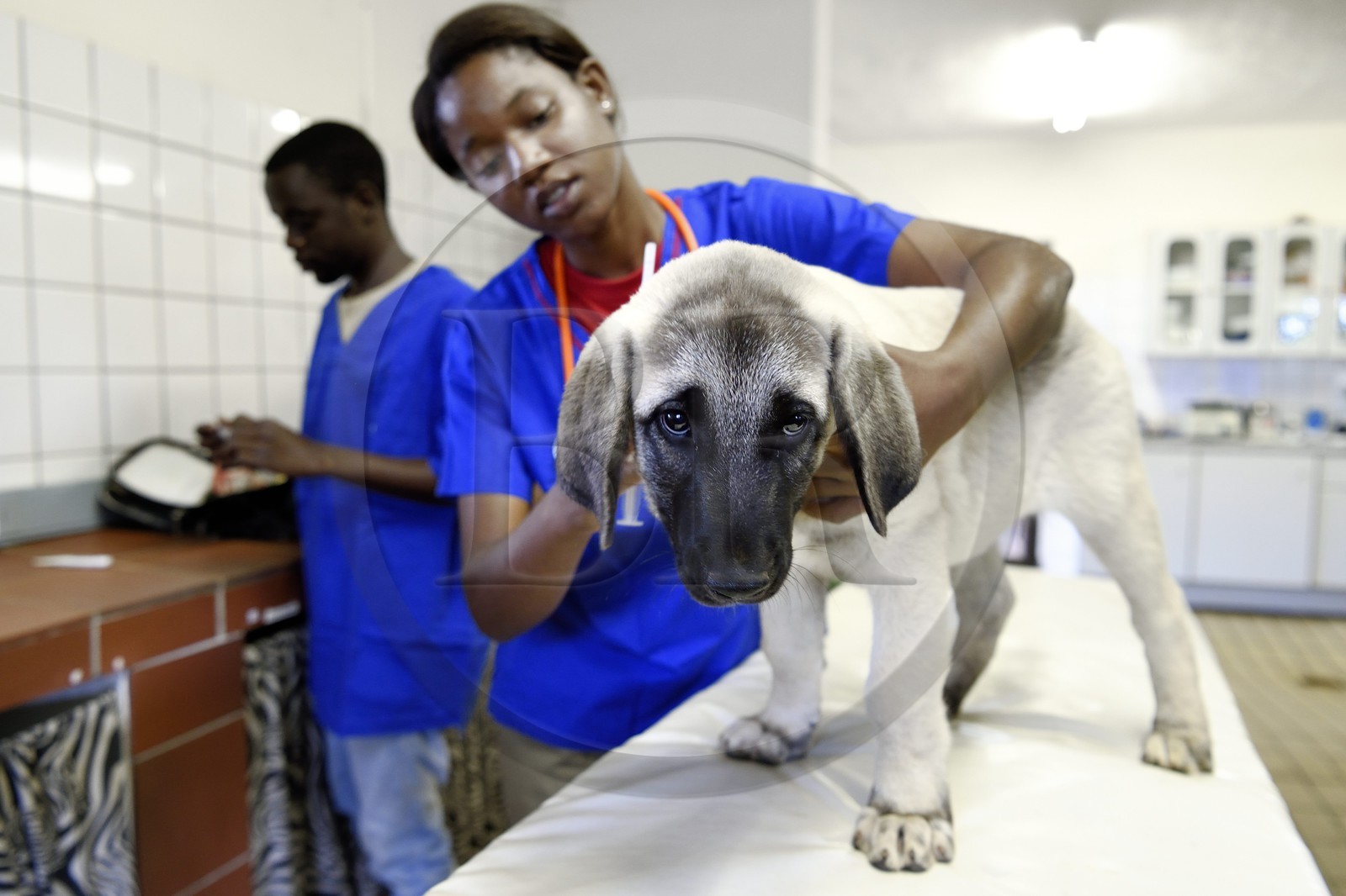 Namibie, Otjiwarongo, Cheetah Conservation Fund, centre de recherche et d'éducation, auscultation d'un jeune chien Berger d'Anatolie aussi connu sous le nom de Kangal dans la clinique vétérinaire par les volontaires Marnety et Sinvula