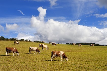 France, Cantal (15), Auriac de Faverolles, troupeau de vaches en bordure des Gorges de la Truyère