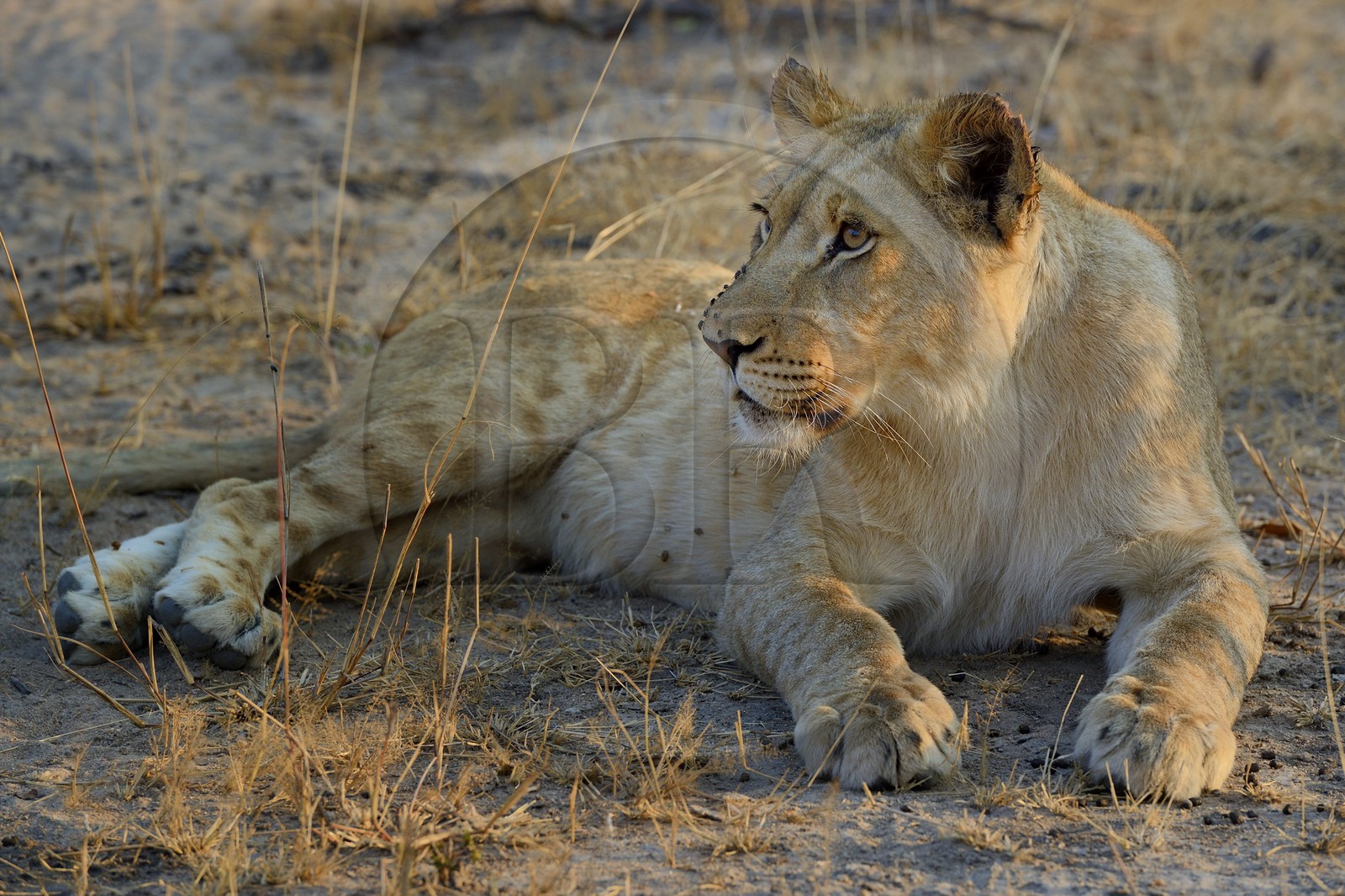 Zimbabwe, Midlands Province, Gweru, Antelope Park home to ALERT (African Lion and Environmental Research Trust), young lioness (panthera leo)