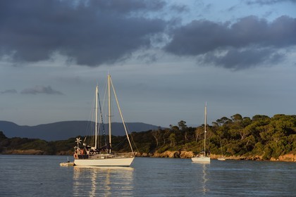 France, Var (83), Iles d'Hyères, parc national de Port Cros, Ile de Porquerolles, plage de la Courtade