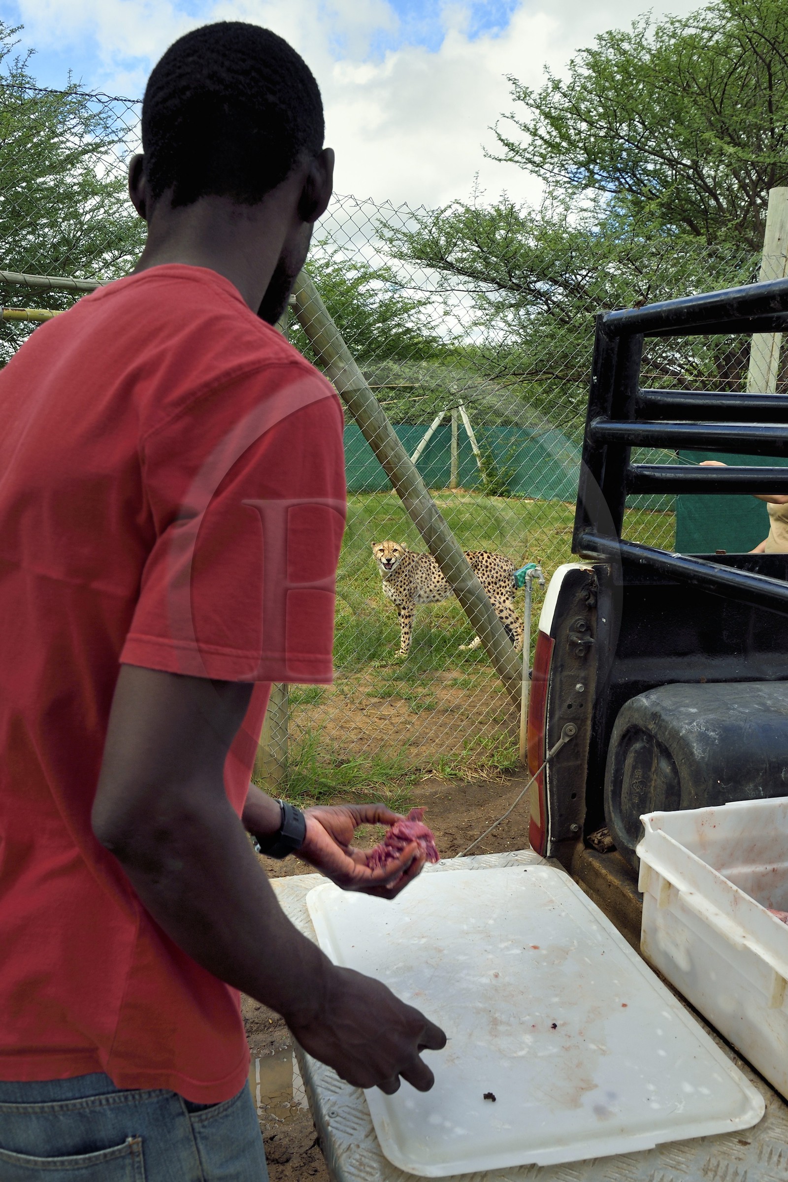 Namibie, Otjiwarongo, Cheetah Conservation Fund, centre de recherche et d'éducation, guépard (Acinonyx jubatus) dans son enclos face à un soigneur