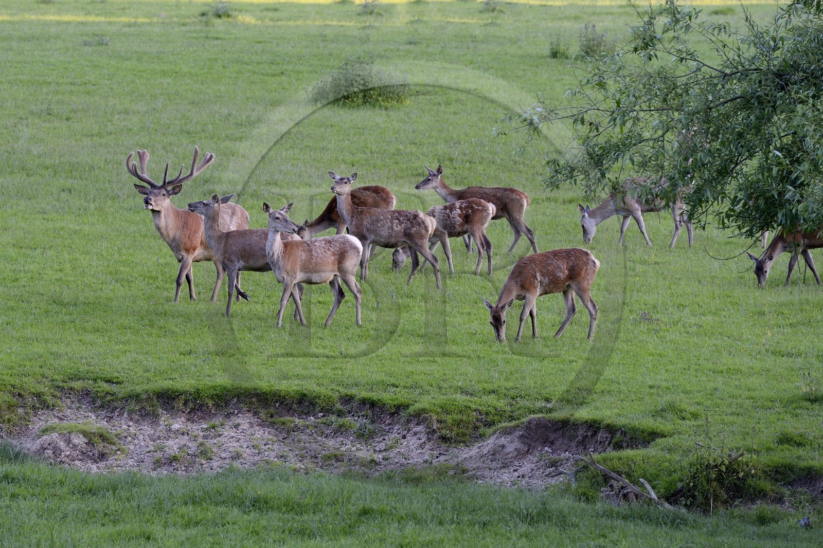 France, Bas Rhin, Birkenwald, herd of deer in the castle park