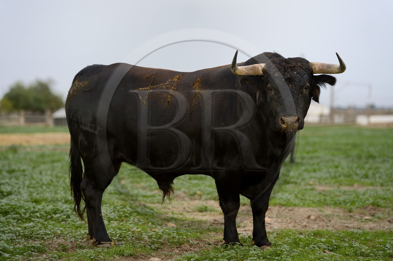 Espagne, Andalousie, province de Séville, Utrera, domaine El Toruno, élevage de taureaux de combat
