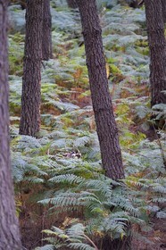 France, Vienne (86), Morton (parc privé), daim européen (Dama dama)