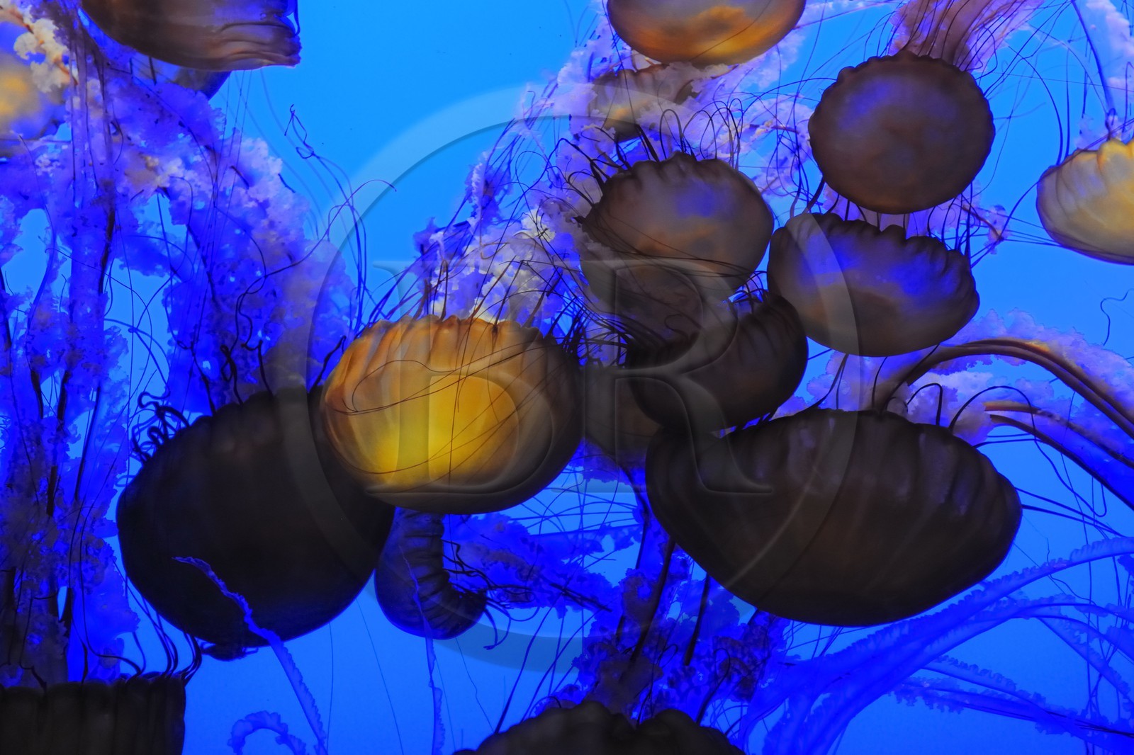 Etats-Unis, Californie, Monterey, le Monterey Bay Aquarium dans Cannery Row, méduses