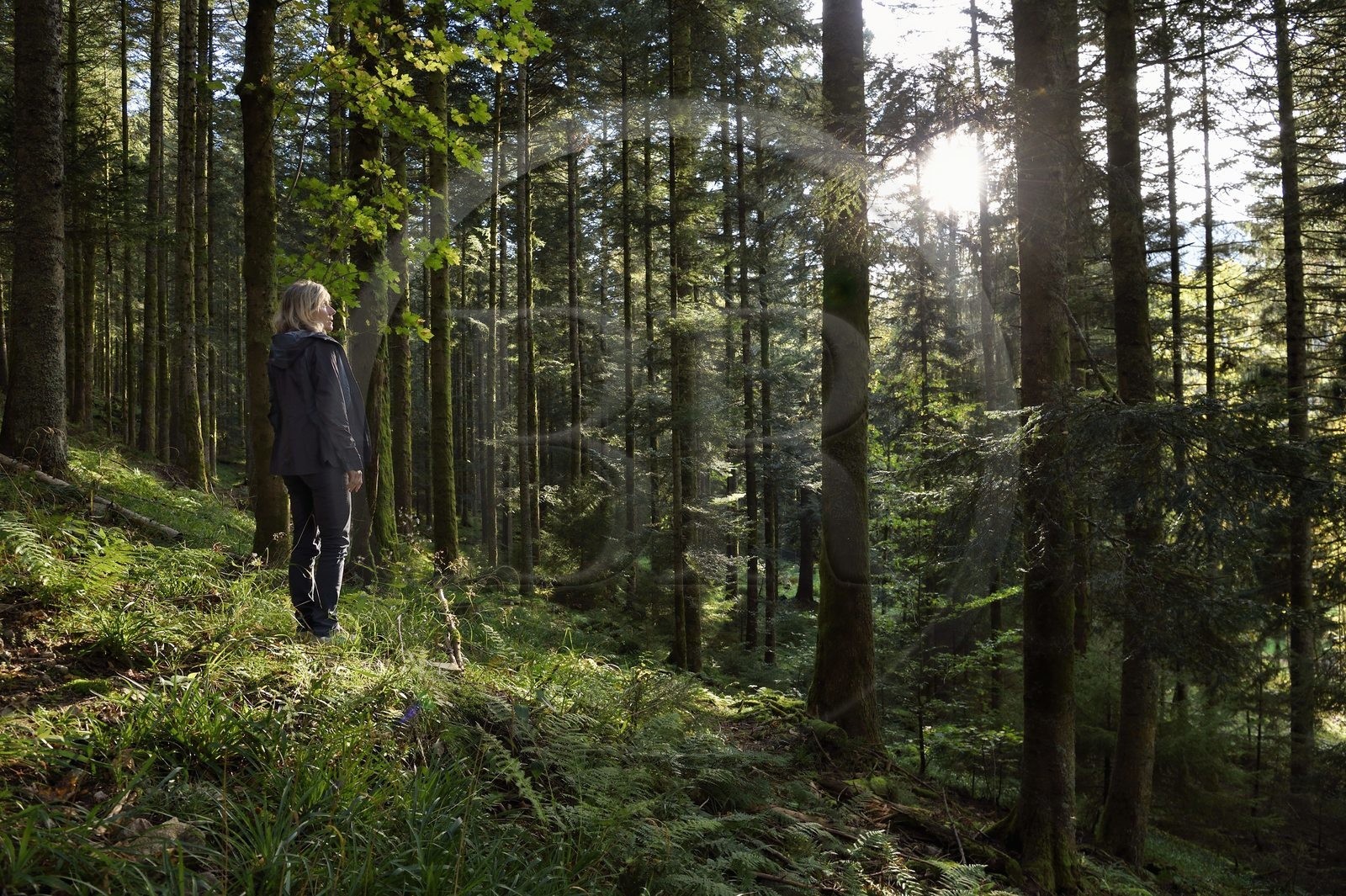France, Vosges (88), Le Valtin, randonnée dans la vallée du Valtin dans la haute-vallée de la Meurthe