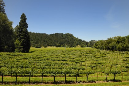 United States, California, Sonoma County, vineyard