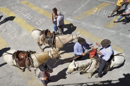 France, Bouches-du-Rhône (13), Arles, la course camarguaise de la Cocarde d'Or aux Arènes, gardians à cheval