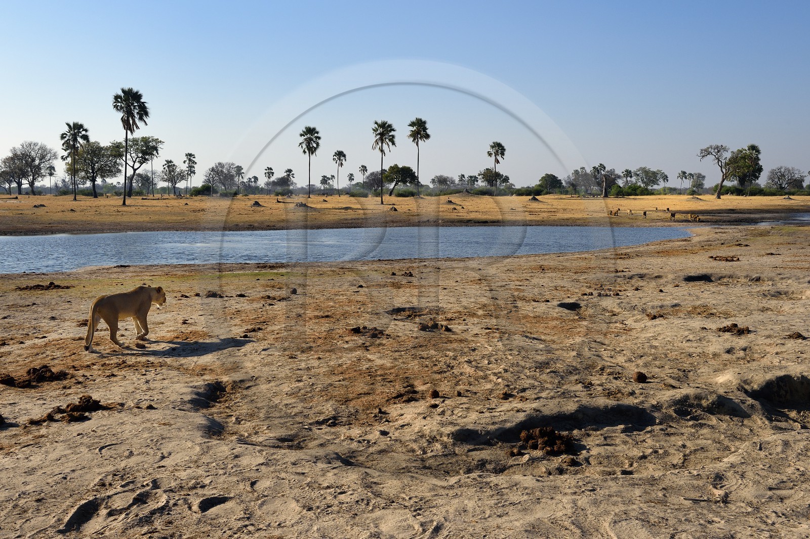 Zimbabwe, Matabeleland North Province, Hwange National Park, group of lions (Panthera leo) around a pond