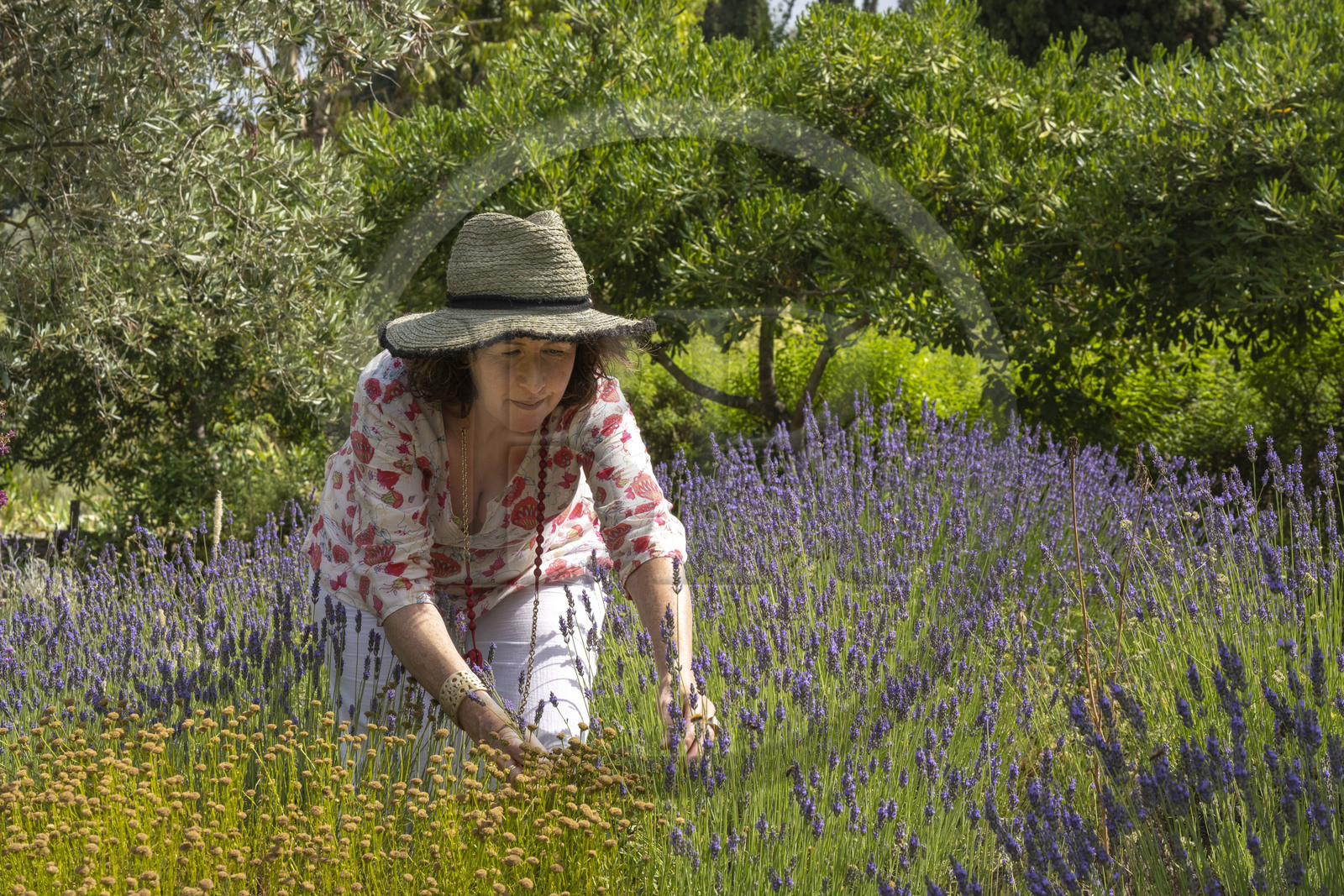 France, Alpes-Maritimes (06), Mouans-Sartoux, Jardins du Musée International de la Parfumerie​ (MIP), Corinne Marie- Tosello, une Nez designer d’ateliers olfactifs, nous propose de découvrir une grande variété de plantes odorantes