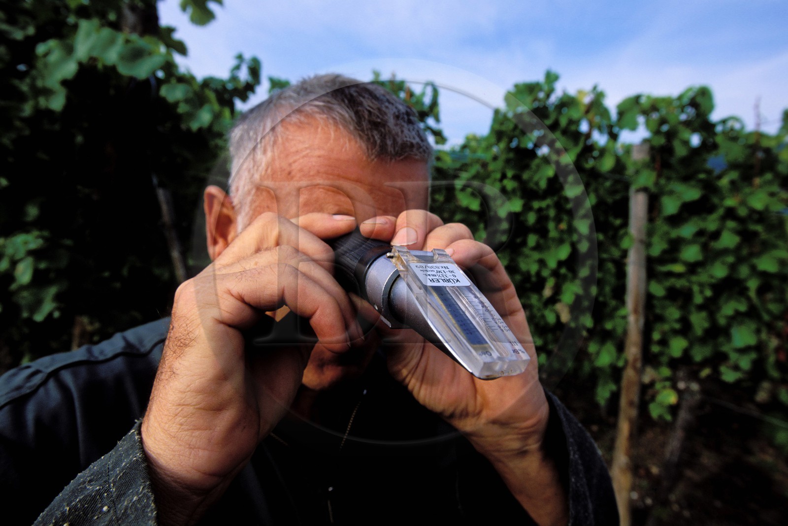France, Haut Rhin, the Alsace Wine Route, Hunawihr village, labelled Les Plus Beaux Villages de France (The Most Beautiful Villages of France), Christophe Kurtz grape picker measuring the sugar level in the grapes