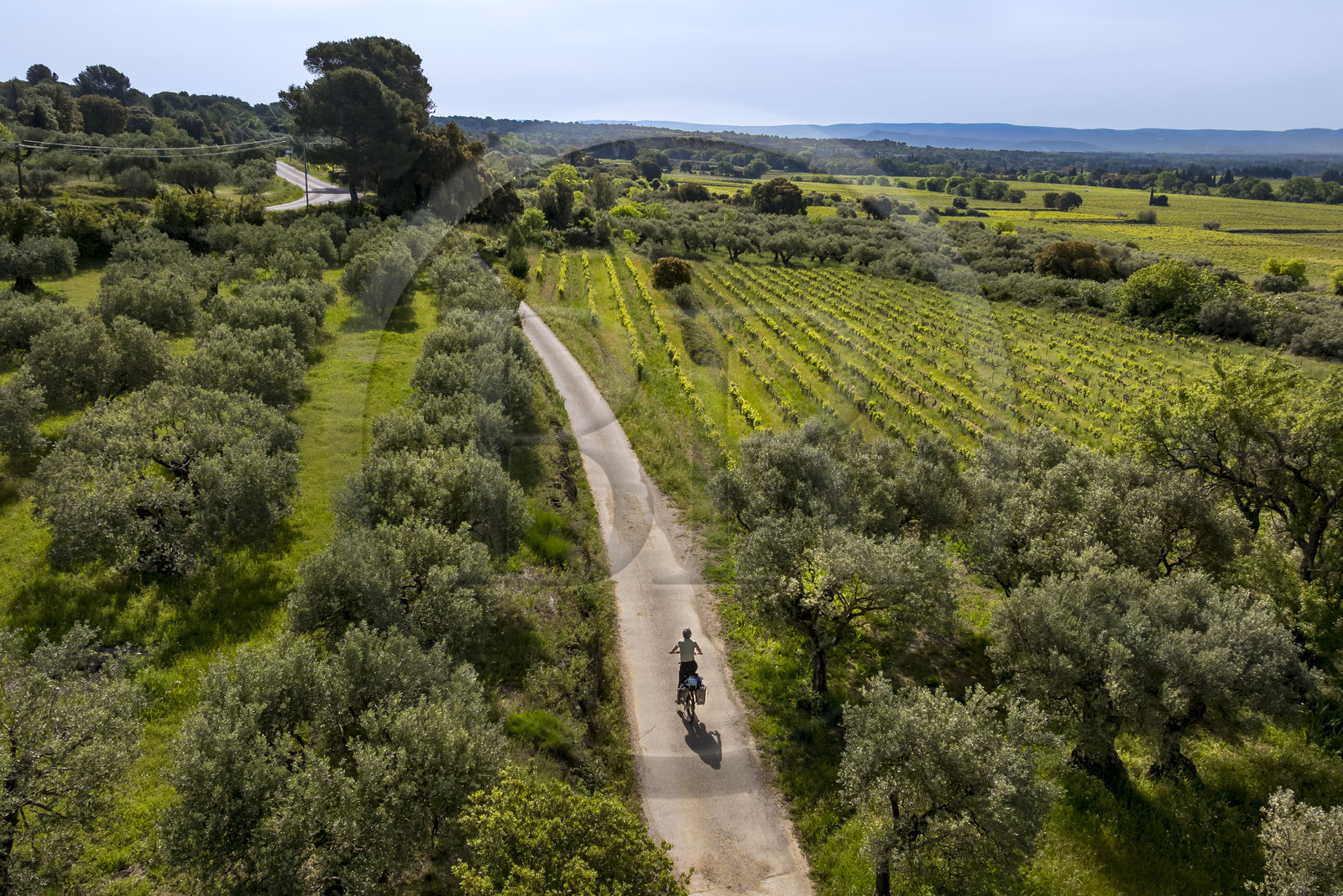 France, Vaucluse (84), Dentelles de Montmirail, Beaumes-de-Venise, randonnée à vélo électrique entre vigne et oliviers sur les petites routes (vue aérienne)
