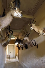 France, Charente-Maritime (17), Saintonge, Port-d'Envaux, Chateau de Panloy, la galerie de chasse avec les trophées