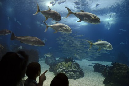 Portugal, Lisbonne, Parque das Nações (Parc des nations) construit pour l'exposition universelle de 1998, Oceanário (Oceanarium), aquarium