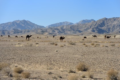 Iran, Province de Yazd, désert du Dasht-e Kavir, Moghestan, dromadaires