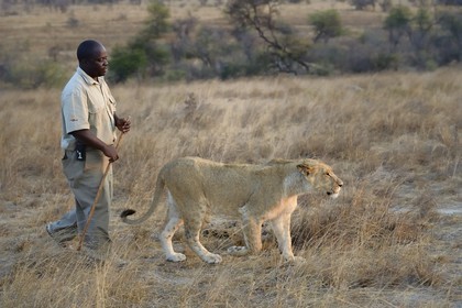 Zimbabwe, Midlands Province, Gweru, Antelope Park home to ALERT (African Lion and Environmental Research Trust), lion (panthera leo) walk through the bush by guides - handlers