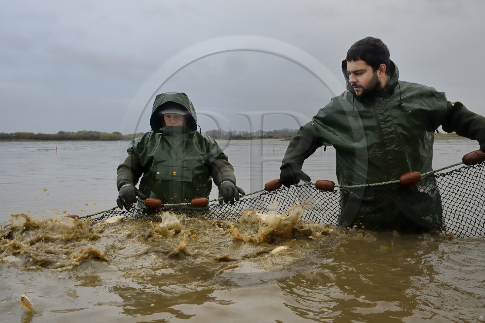 France, Indre, Berry, Parc Naturel Regional de la Brenne (Natural Regional Park of La Brenne), Foucault ponds, draining a fishing pond and hand harvesting of fish in a net, northern pike (Esox lucius)