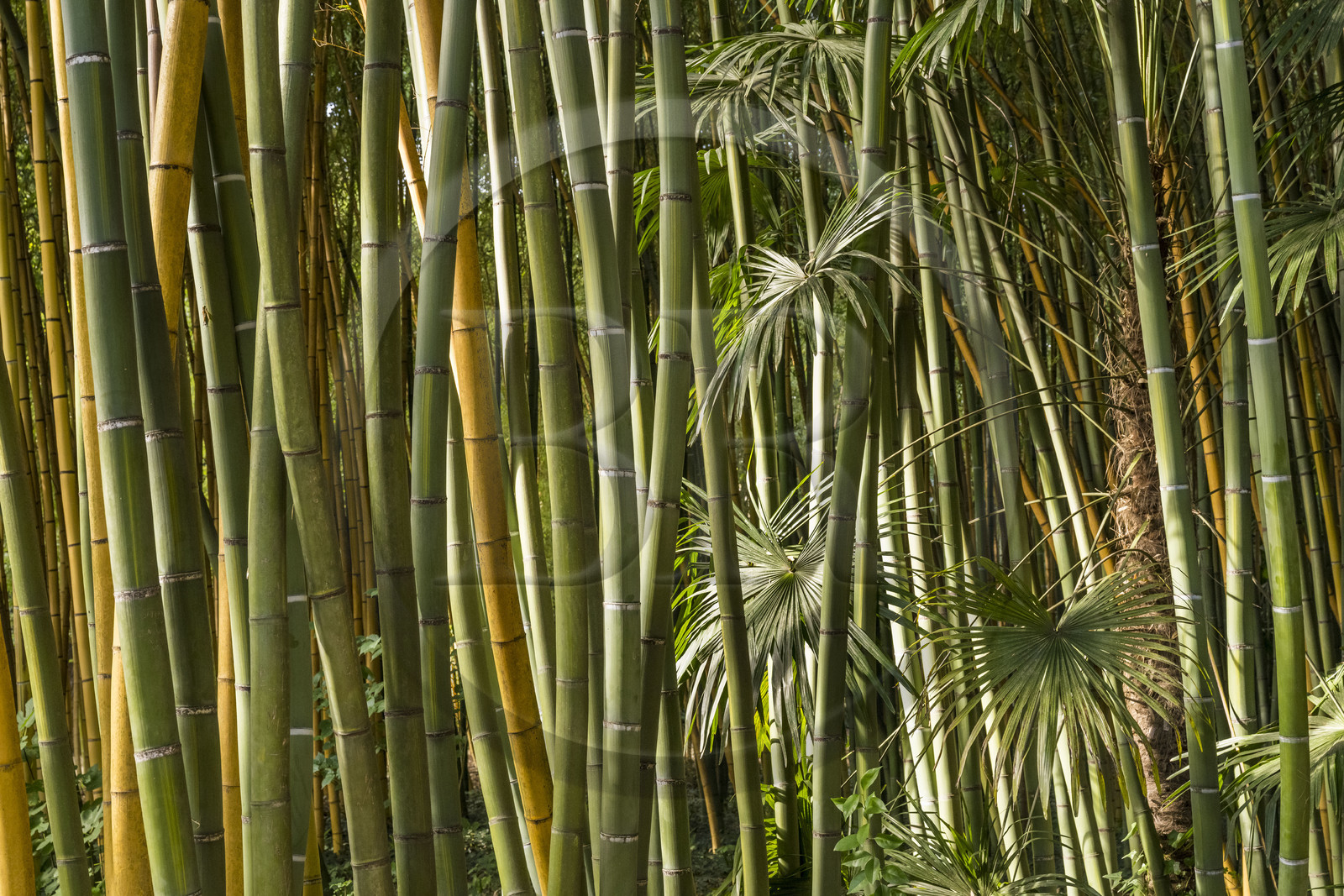 France, Gard (30), Générargues vers Anduze, Bambouseraie en Cévennes, forêt de bambou