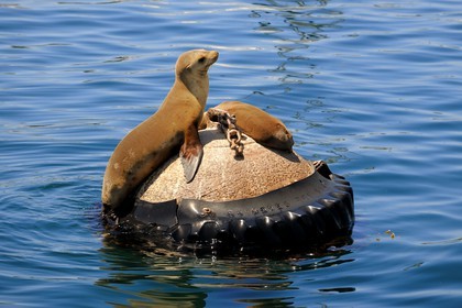 United States, California, sea-lions in the harbor of Monterey