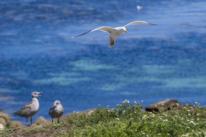France, Finistère, Abers Country (Pays des Abers), Ile Vierge (Virgin Island) in the Lilia archipelago, many gulls populate the island during the nesting period