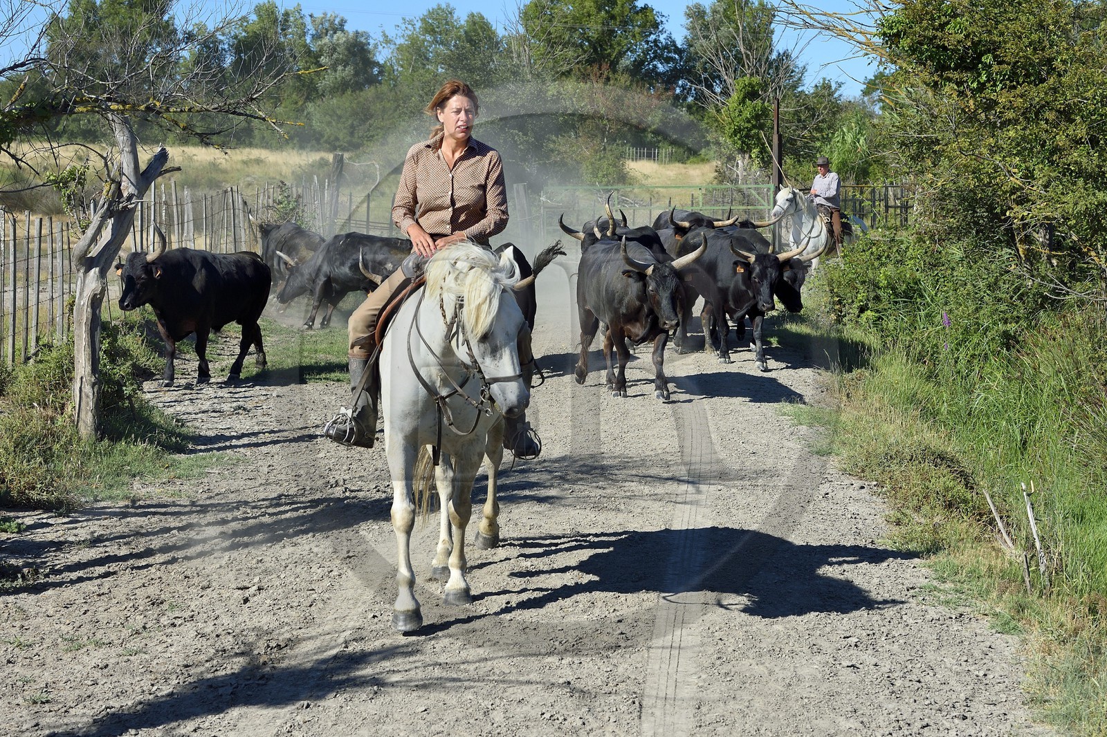 France, Bouches-du-Rhône (13), Parc naturel régional de Camargue, Mas du Menage, manade Saint Antoine (Cauzel), la manadière Florence Clauzel, éleveuse de chevaux et taureaux de Camargue