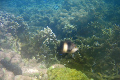 France, île de la Réunion, le récif corallien du lagon de la plage de Saint-Gilles et de l'Ermitage (vue sous-marine)