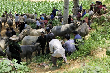 Vietnam, province de Lao Cai, région de Bac Ha, marché de Can Cau, paysans de la minorité Hmong Fleur, le marché aux buffles