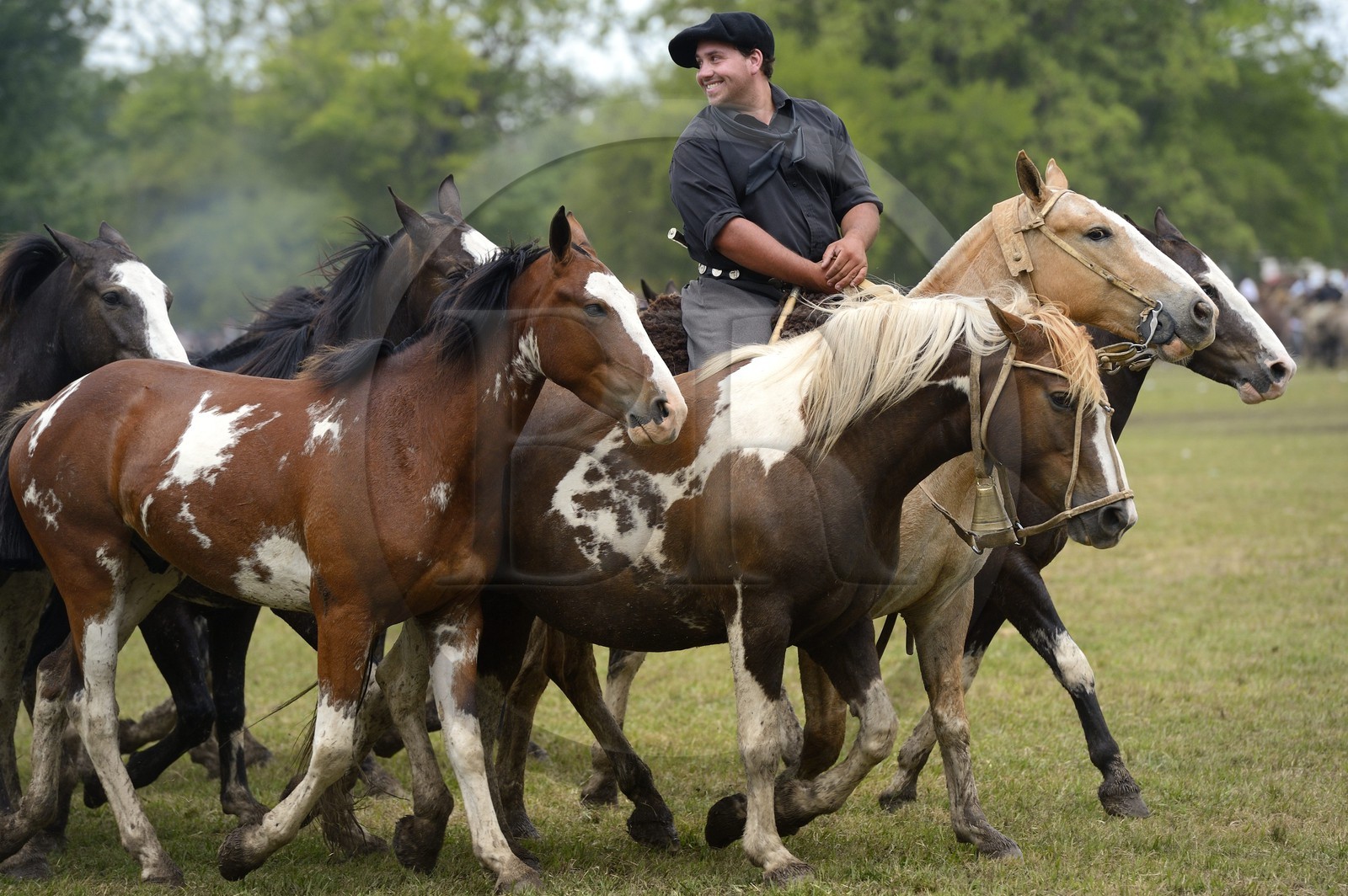 Argentine, province de Buenos Aires, San Antonio de Areco, fête du Jour de la Tradition (Dia de la Tradicion), figure appelée enchevêtrement de troupeaux (Entrevero de tropillas)