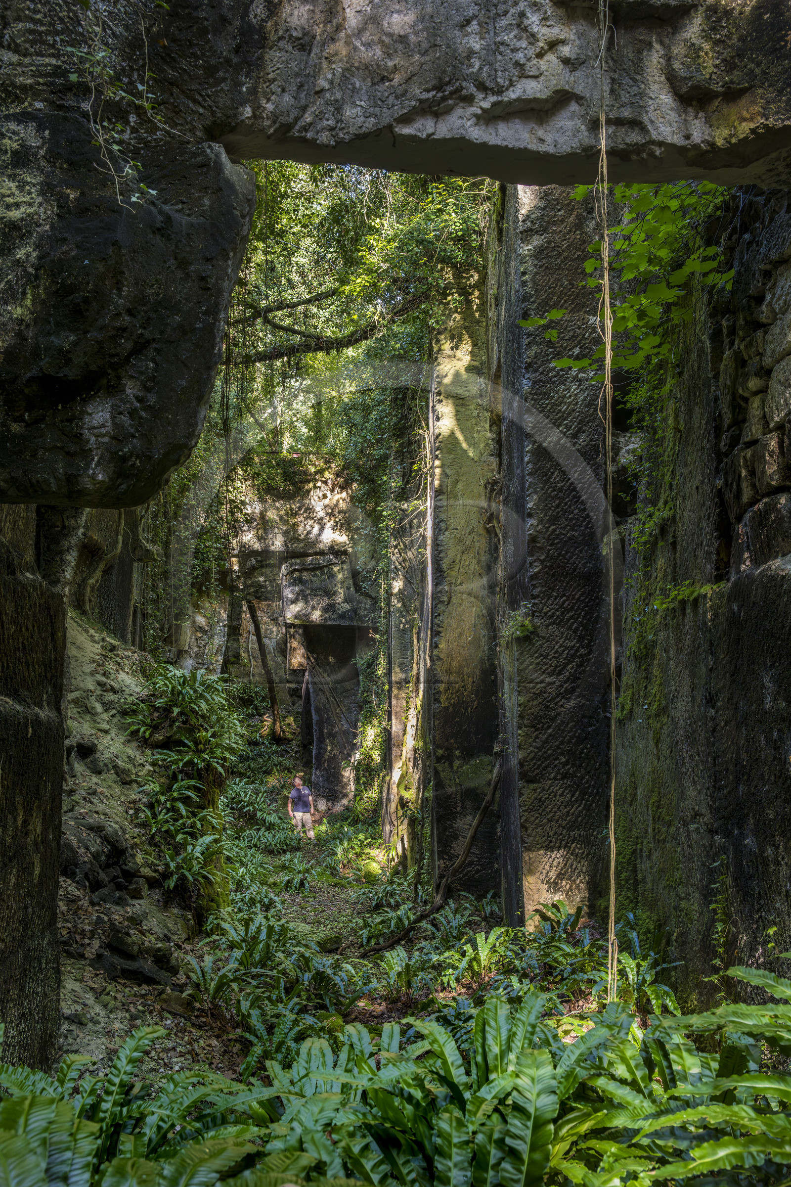 France, Charente-Maritime (17), Saintonge, Crazannes, La Pierre de Crazannes, les anciennes carrières aux gorges étroites envahis par une végétation luxuriante où se mêlent lierre, fougères scolopendres et clématites sauvages