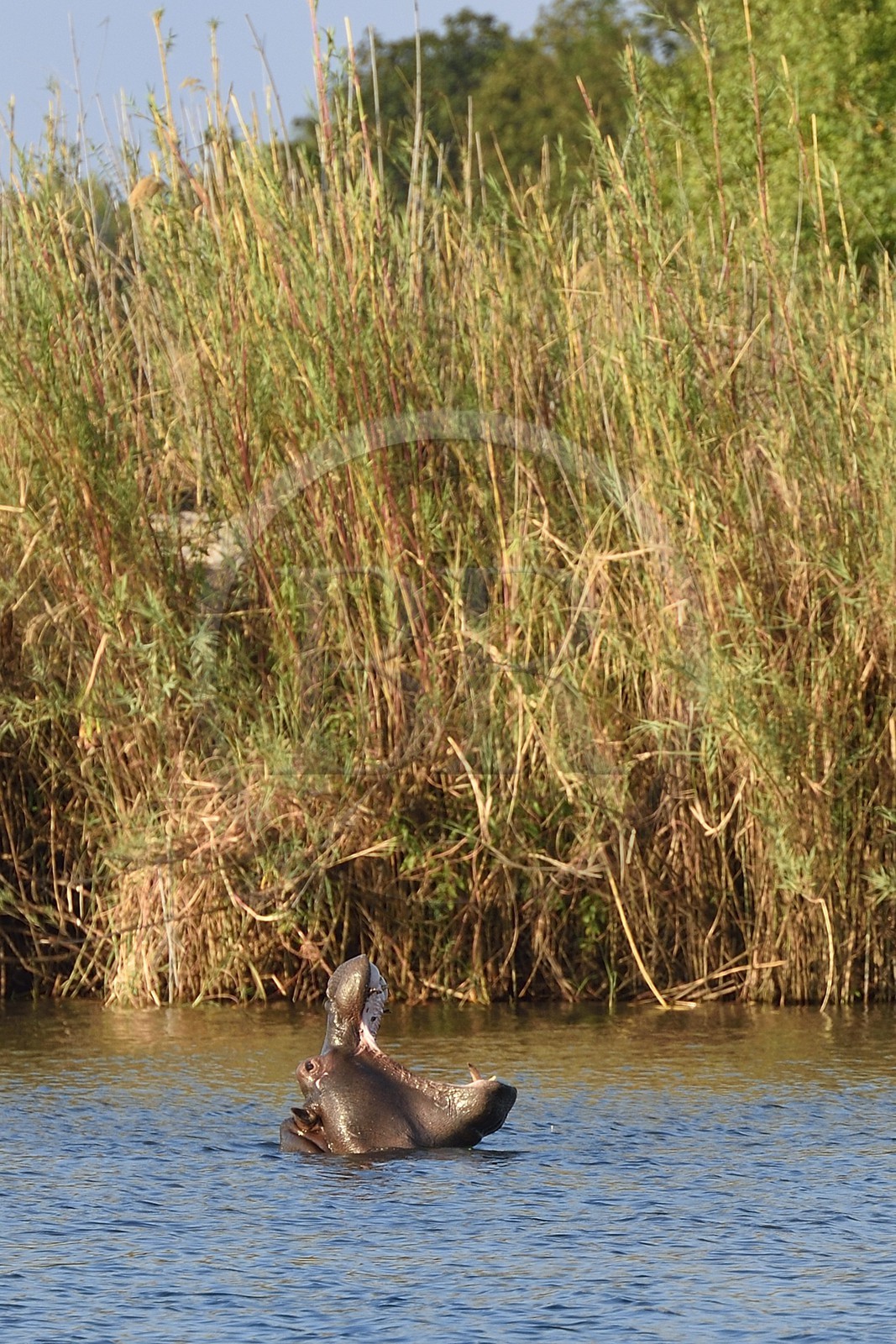 Zimbabwe, Matabeleland North Province, Victoria Falls, the Zambezi River upstream from Victoria Falls, hippopotamus (Hippopotamus amphibius)