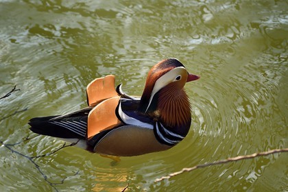 France, Val-de-Marne (94), les bords de Marne, Bry-sur-Marne, canard mandarin mâle (Aix galericulata)