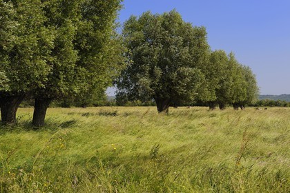 France, Eure (27), Marais-Vernier, saules qui bordent typiquement les courtils (parcelles laniérées et drainées par des chenaux bordés de haies) du marais