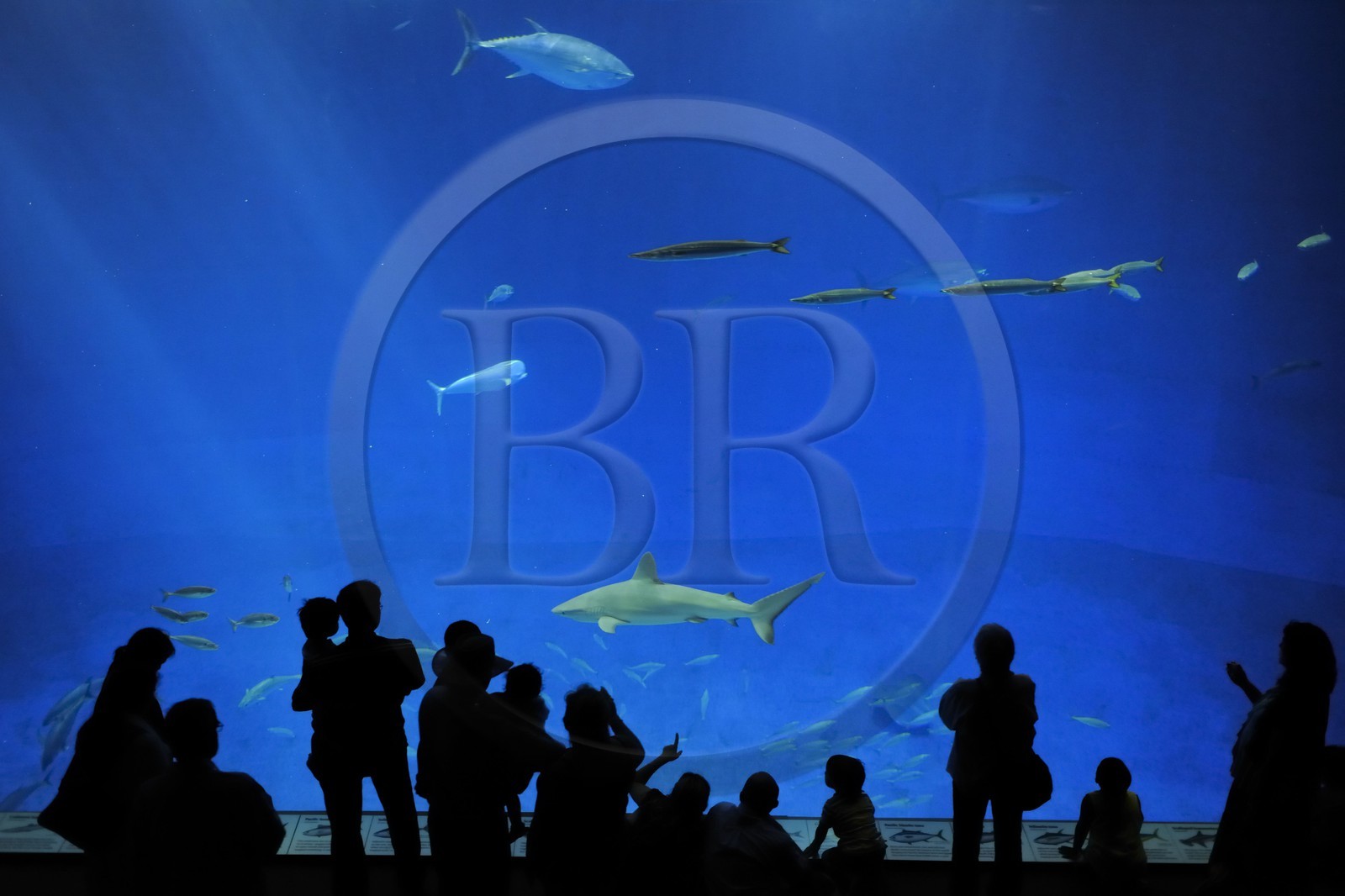 Etats-Unis, Californie, Monterey, le Monterey Bay Aquarium dans Cannery Row