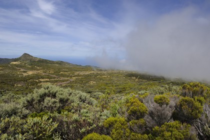 France, île de la Réunion, Piton de la Fournaise, classé Patrimoine Mondial de l'UNESCO, route forestière du Volcan sur les pentes du volcan