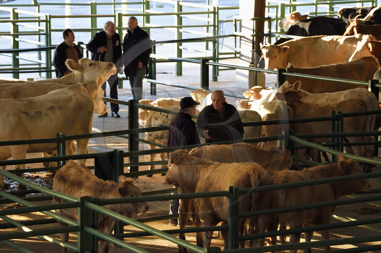 France, Seine-Maritime (76), Forges-les-eaux, marché couvert aux bestiaux, les négociations entre acheteurs et vendeurs se font de gré à gré