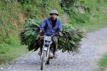 Vietnam, province de Lao Cai, région de Bac Ha, retour de champs avec du maïs en moto