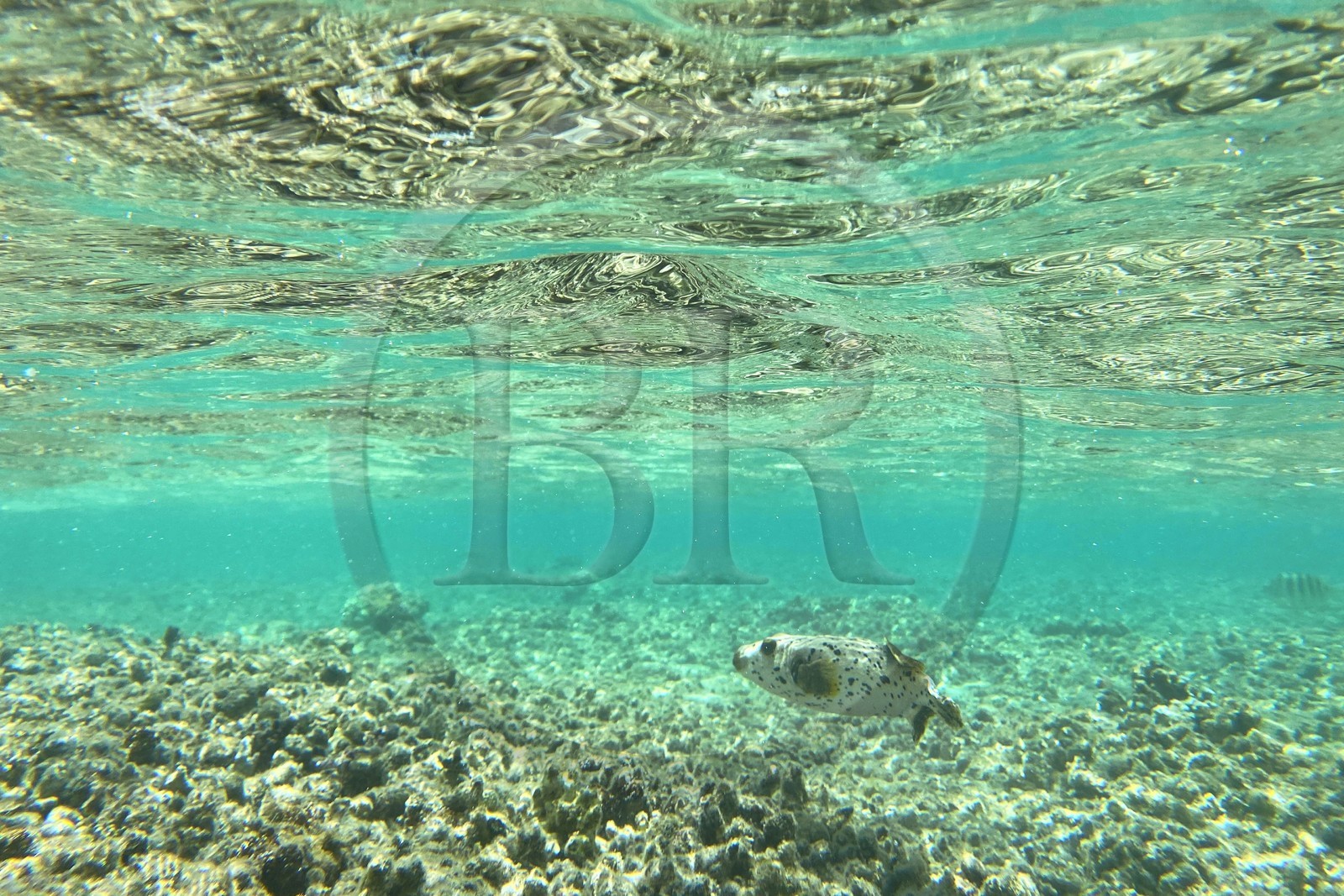 France, Reunion island (French overseas department), West Coast, Saint Gilles Les Bains (town of Saint-Paul), fish swimming in the coral reef of Ermitage and La Saline Les Bains lagoon (underwater view)
