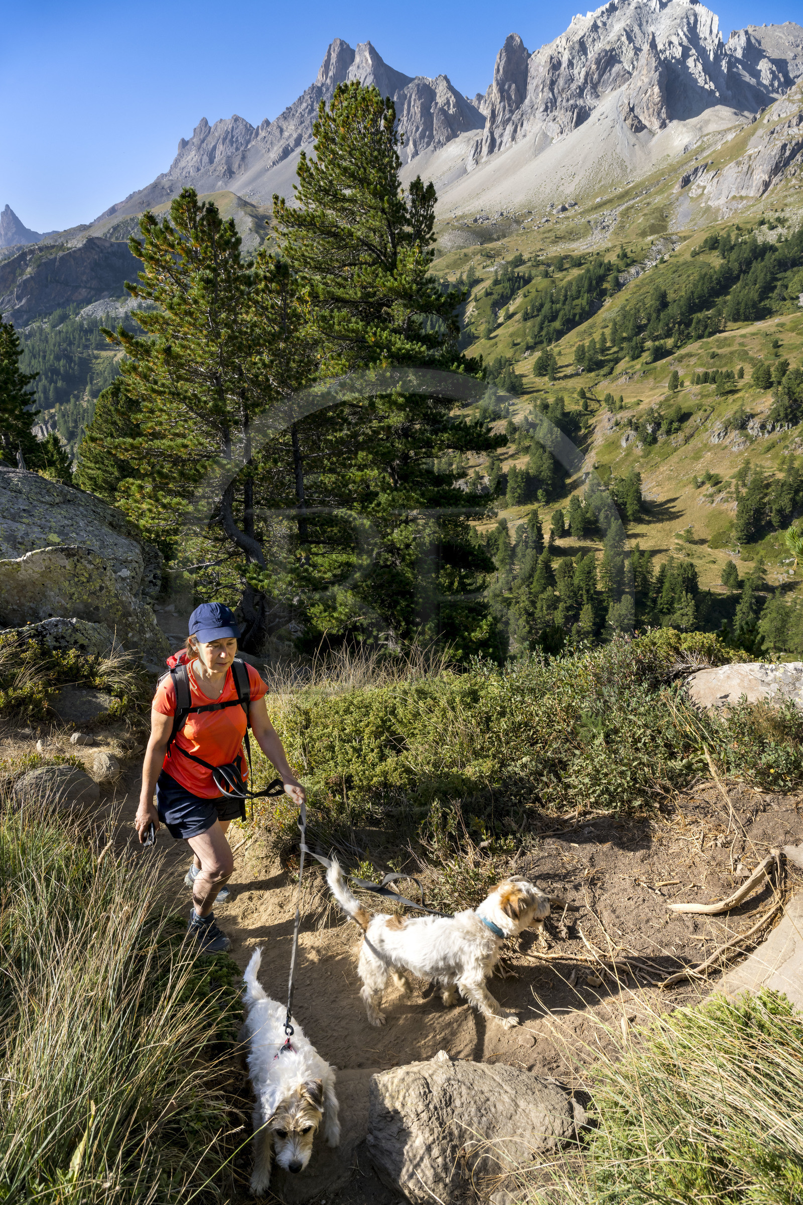 France, Hautes Alpes (05), le Briançonnais, Névache, randonneuse dans les hauteurs de la vallée de la Clarée, le massif des Cerces en arrière-plan