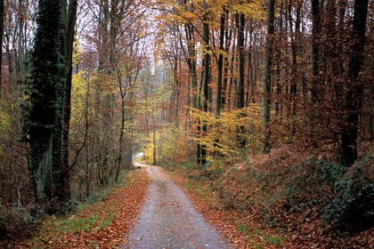 France, Eure (27), forêt de Lyons à l' automne