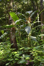 Panama, Chiriqui province, Gulf of Chiriqui National Marine Park, Isla Palenque, Heliconia in the rainforest