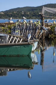 France, Hérault (34), Sète, quartier de la Pointe Courte, le petit port du quartier de pecheurs sur les rives de l'étang de Thau, Aigrette garzette (Egretta garzetta)