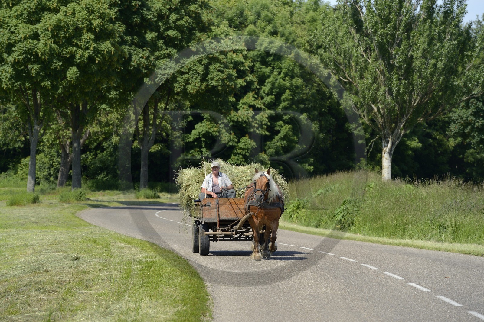 France, Bas-Rhin (67), le Grand Ried, Muttersholtz, agriculteur ramassant le foin