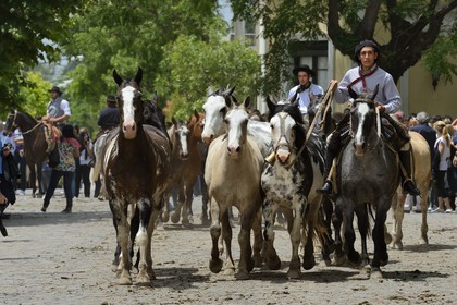 Argentine, province de Buenos Aires, San Antonio de Areco, fête du Jour de la Tradition (Dia de la Tradicion), gaucho présentant son troupeau de chevaux