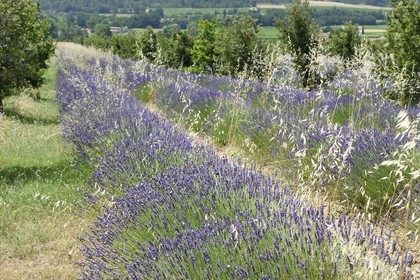 France, Vaucluse (84), Parc Naturel Regional du Luberon, champ de lavande
