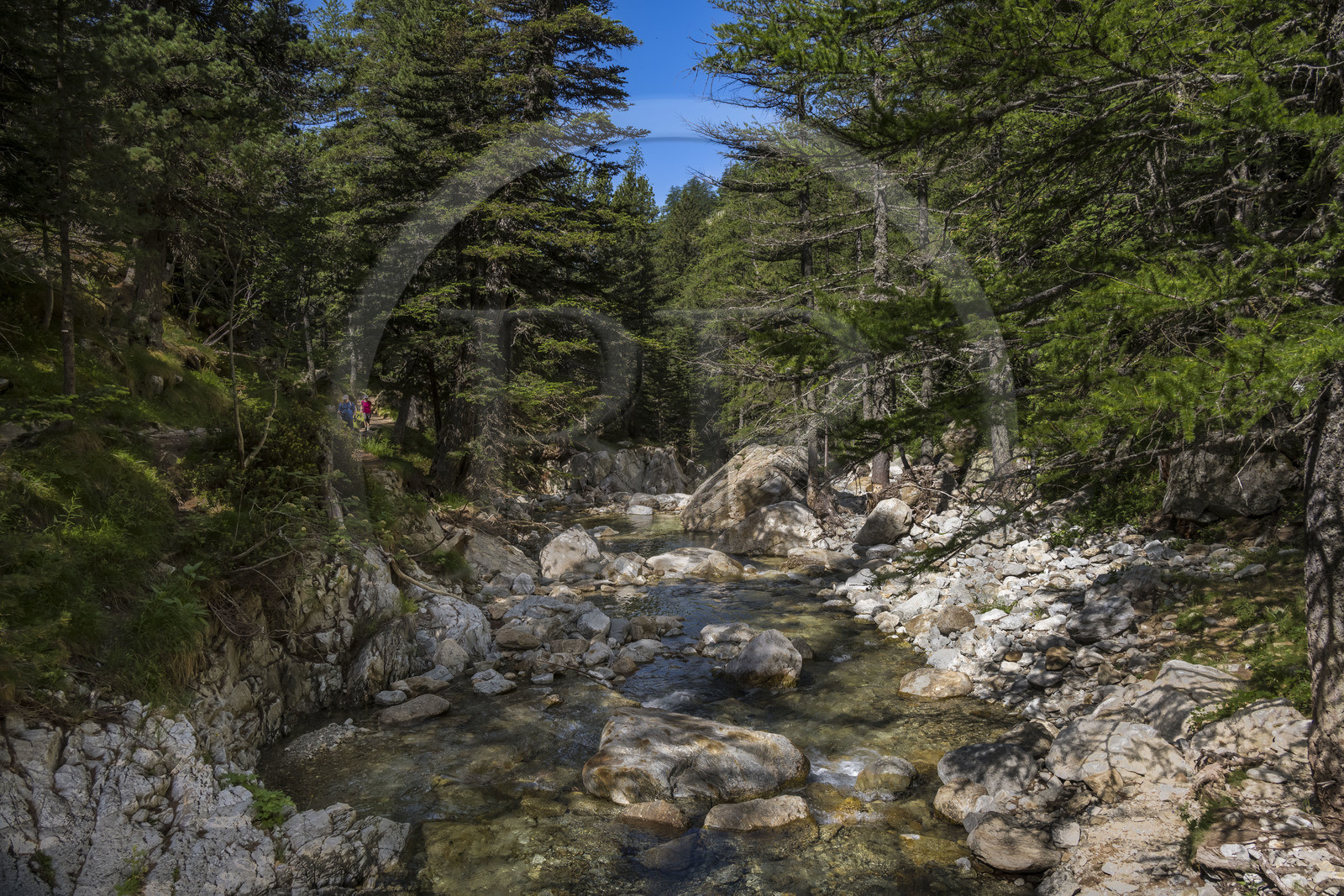 France, Alpes-Maritimes (06), parc national du Mercantour, Haute-Vésubie, Saint-Martin-Vésubie, Val du Haut Boréon, randonnée sur le GR 52 vers le refuge de Cougourde et la rivière du Boréon