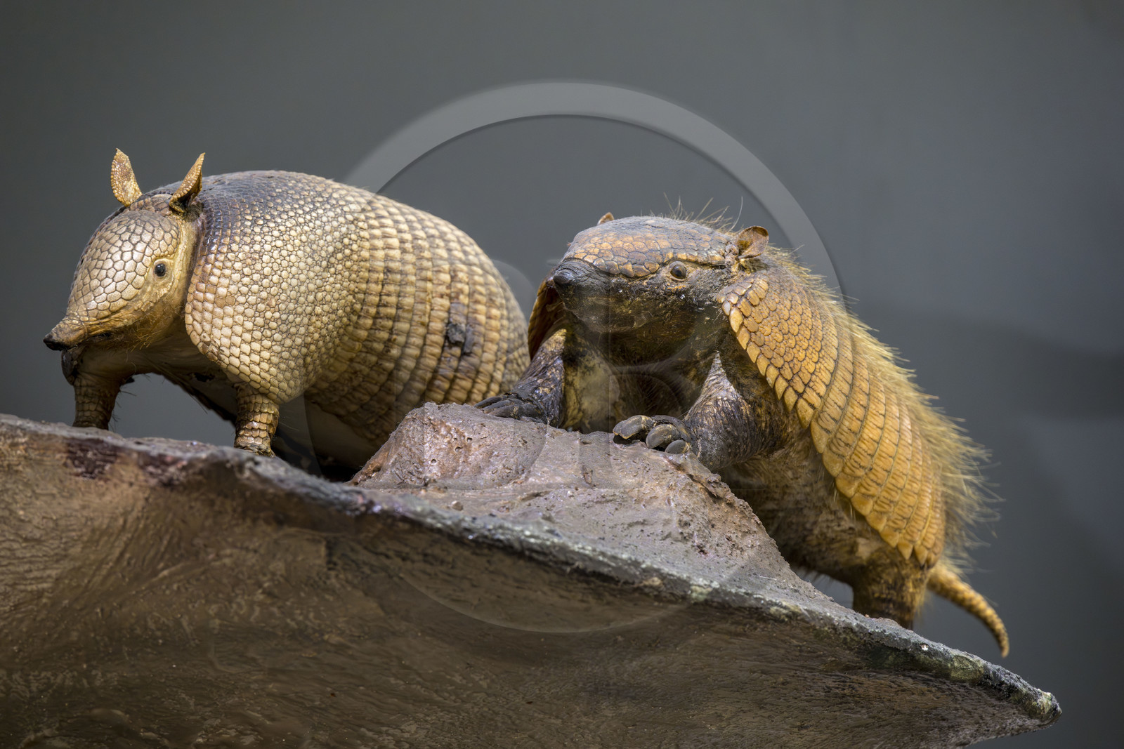 Portugal, Lisbonne, Musée national d'histoire naturelle et des sciences (Museu Nacional de Historia Natural e da Ciencia), tatou à neuf bandes ou tatou commun (Dasypus novemcinctus)