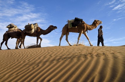 Iran, Province d'Ispahan, désert du Dasht-e Kavir, Mesr dans la région de Khur et Biabanak, caravane de dromadaires au lever de soleil dans les dunes du lieu dit de Kuh e-Sefid