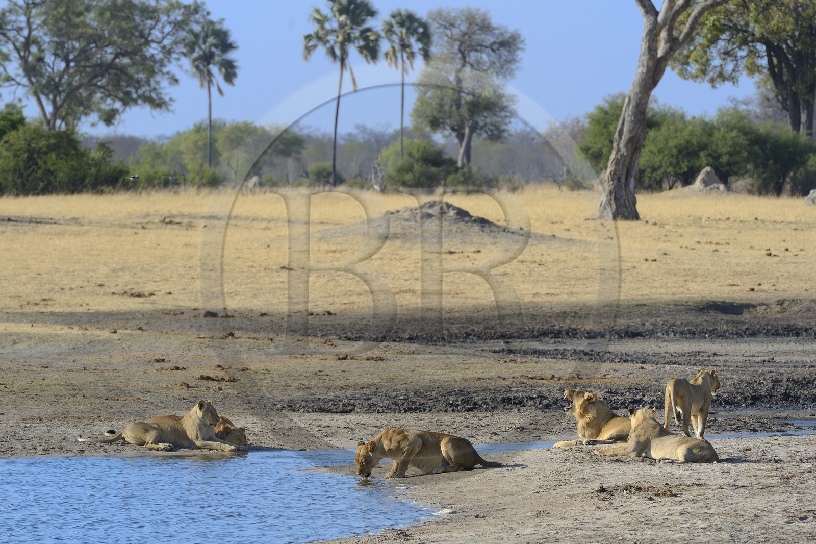 Zimbabwe, Matabeleland North Province, Hwange National Park, group of lions (Panthera leo) around a pond