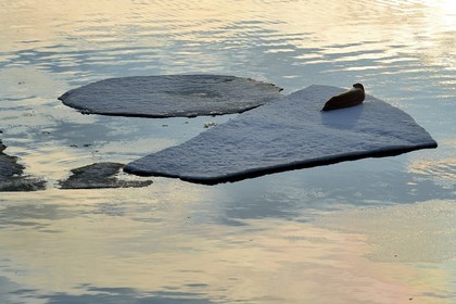 Groenland, cote Nord-Ouest, Smith sound au nord de la baie de Baffin à Inglefield Land, phoque barbu (Erignathus barbatus) allongé sur un morceaux de glace de la banquise arctique