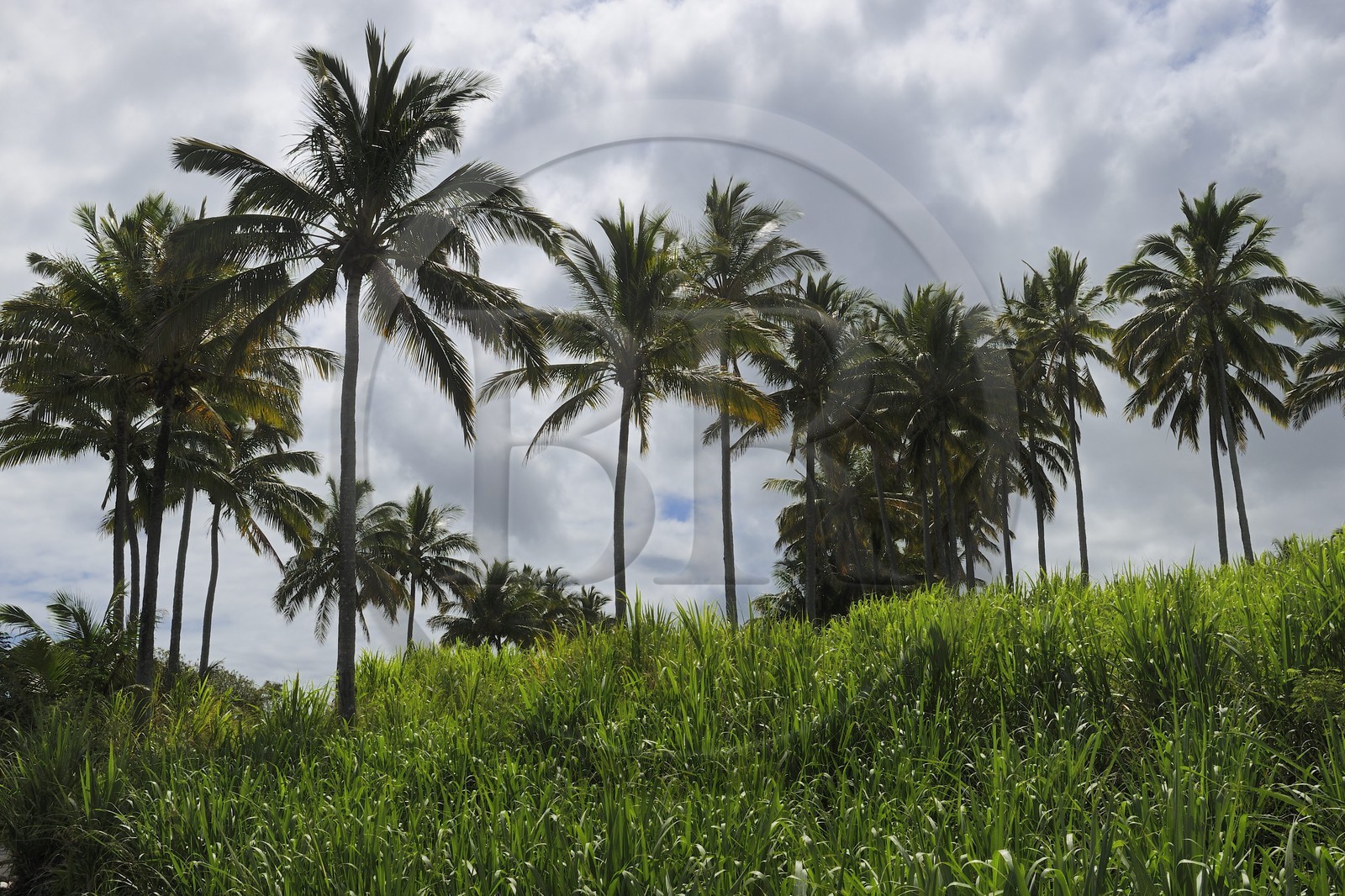 France, Ile de la Reunion, côte sud, Saint-Philippe, champ de canne a sucre
